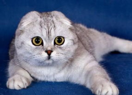 娱乐吃瓜君折耳猫七七