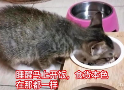 娱乐吃瓜酱小猫刀,揭秘娱乐圈背后的刀光剑影